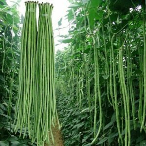 Fresh Long Beans