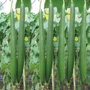 Fresh Sponge Gourd