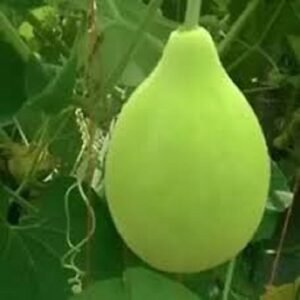 Round Bottle Gourd