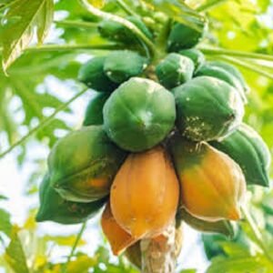 Fresh Papaya