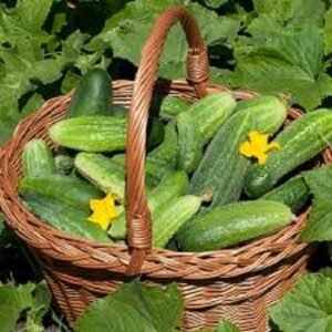 Fresh Cucumber