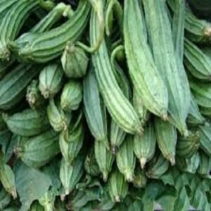 Ridge Gourd