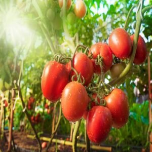 Fresh Tomato