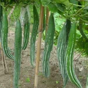 Snake Gourd